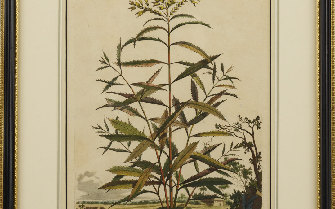 Digitalis Virginiana